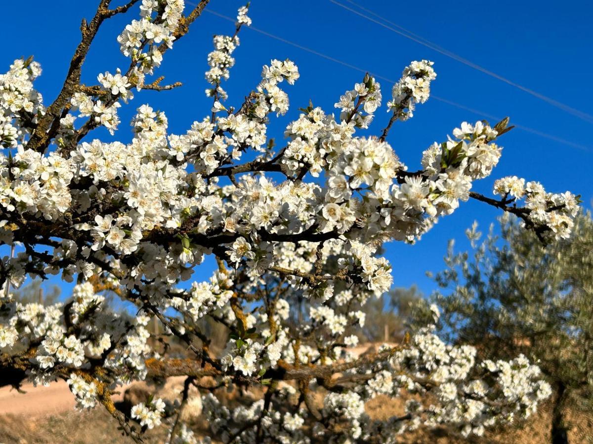 Refugio Andaluz Con Piscina Entre Olivos Villanueva de Tapia Εξωτερικό φωτογραφία