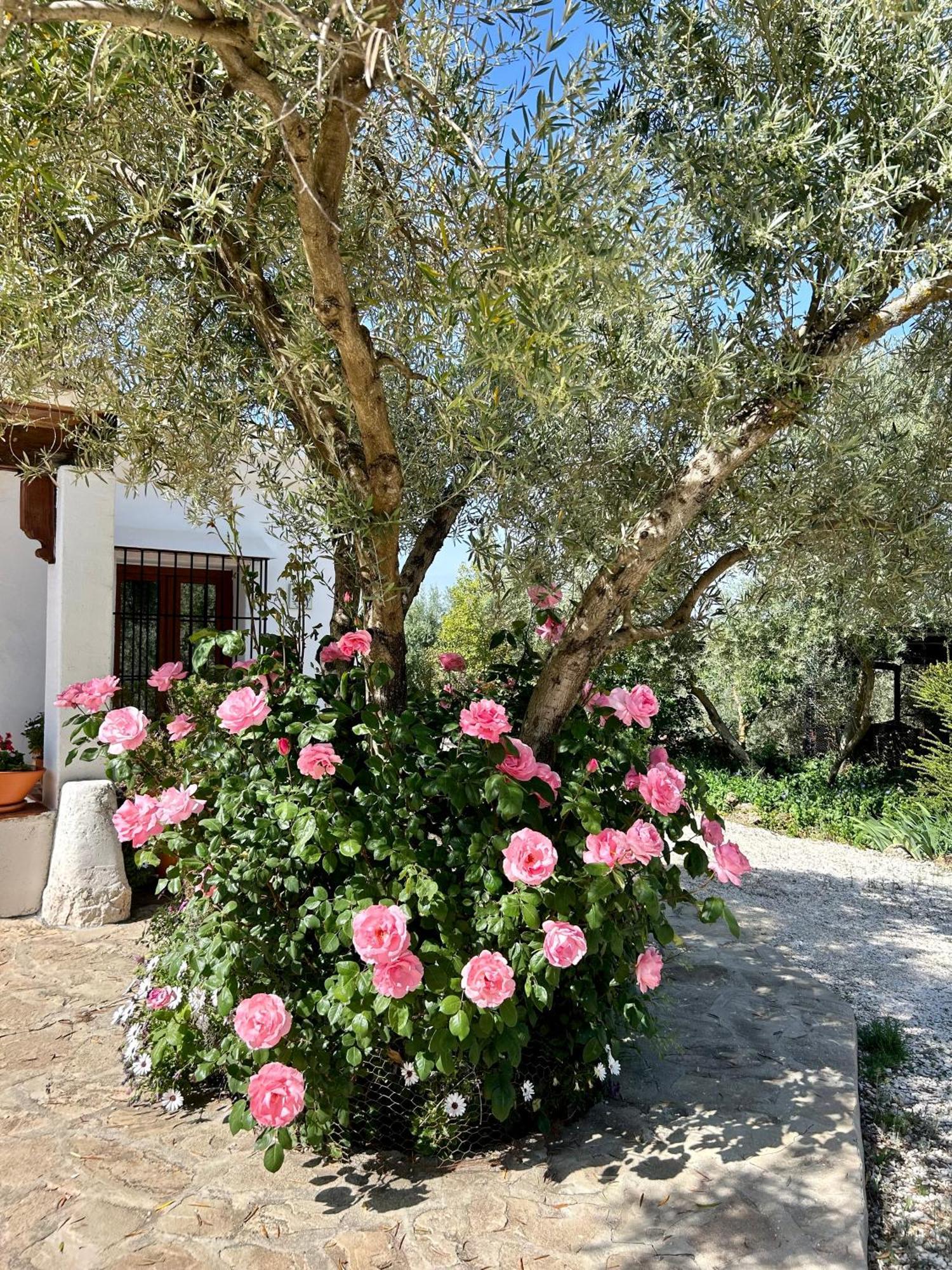 Refugio Andaluz Con Piscina Entre Olivos Villanueva de Tapia Εξωτερικό φωτογραφία