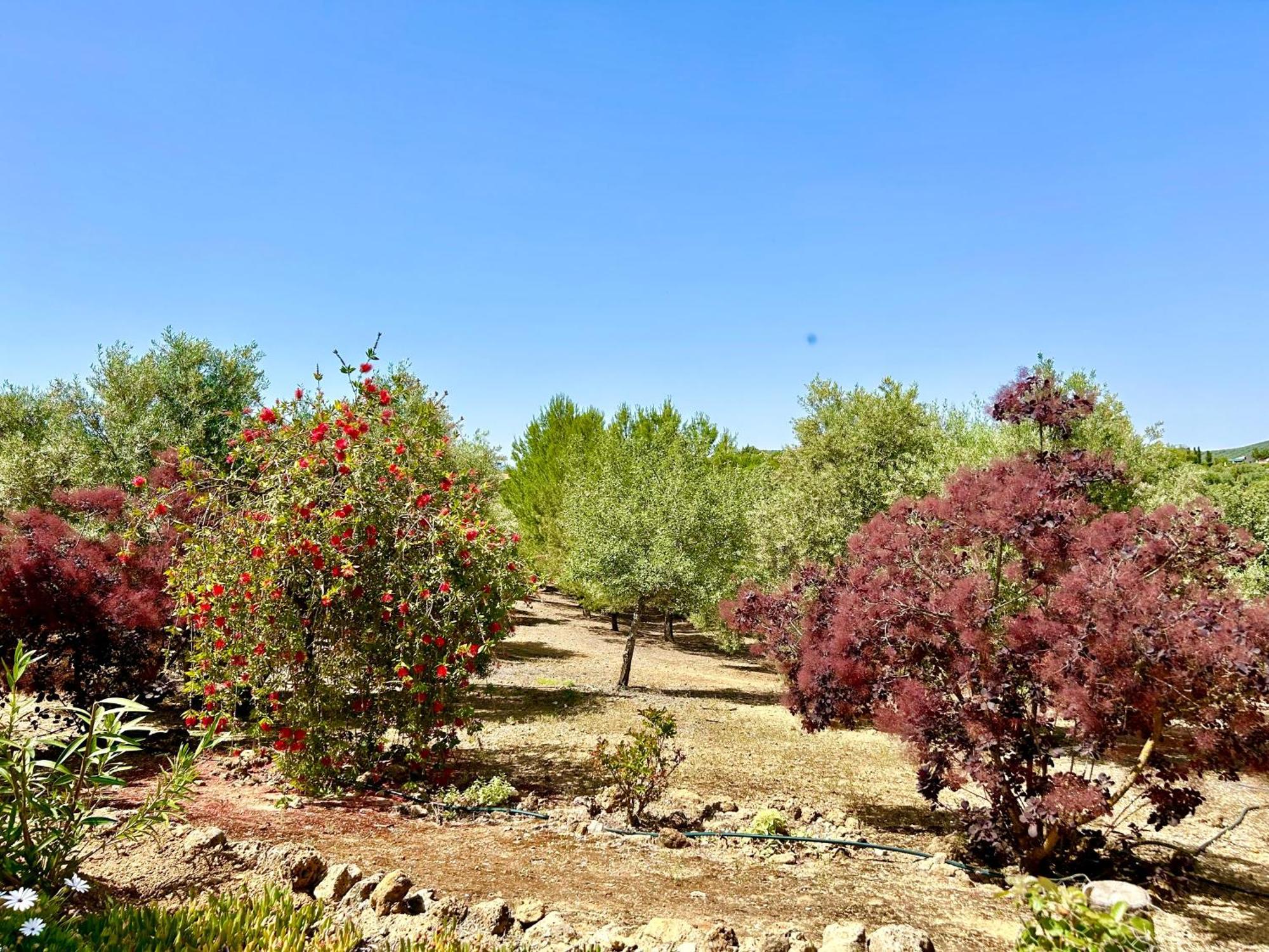 Refugio Andaluz Con Piscina Entre Olivos Villanueva de Tapia Εξωτερικό φωτογραφία