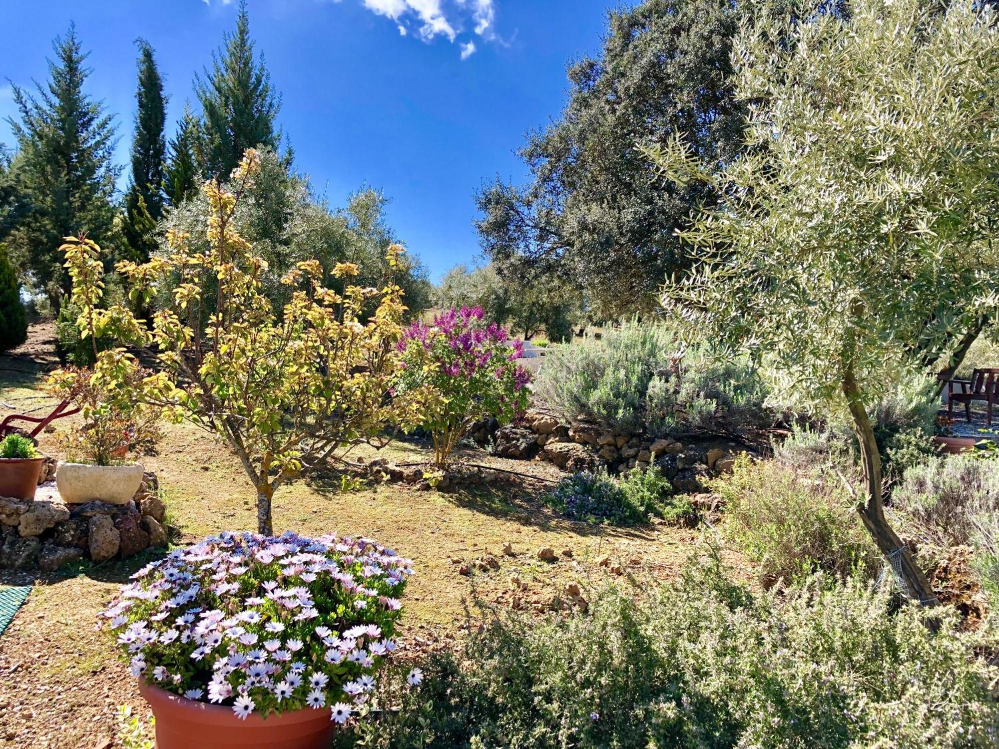 Refugio Andaluz Con Piscina Entre Olivos Villanueva de Tapia Εξωτερικό φωτογραφία